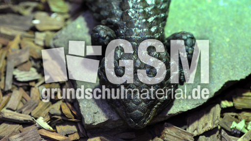 Tannenzapfenechse (3).jpg